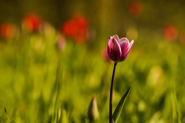 Fototapeta na wymiar colorful tulip
