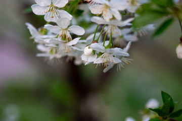 white cherry flowers on a branch close up