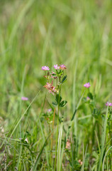Violet Wildflowers