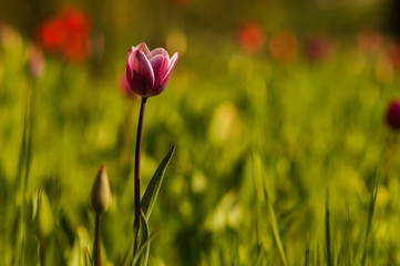 colorful tulip