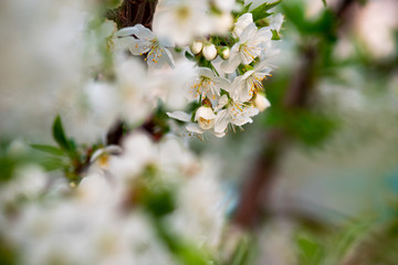 white cherry flowers on a branch close up