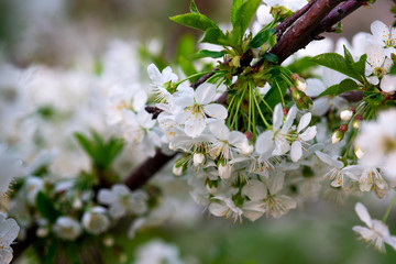 white cherry flowers on a branch close up