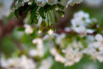 white cherry flowers on a branch close up