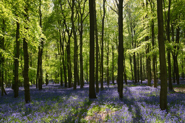 Bluebell wood in England
