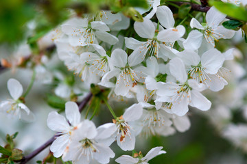 white cherry flowers on a branch close up