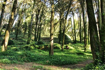 Leafy forest with colossal trees in Sintra Mountains