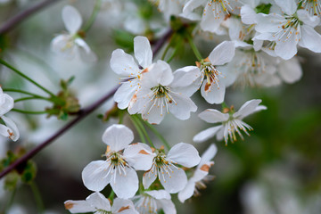 white cherry flowers on a branch close up
