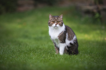 Cat standing in garden looking at camera - British Shorthair Cat standing on the lawn looking at camera