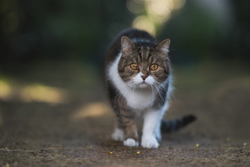 Cat standing in garden looking at camera - british shorthair cat on the hunt
