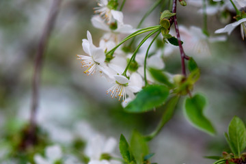 white cherry flowers on a branch close up