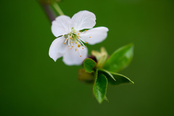 white cherry flowers on a branch close up