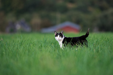 black and white cat standing on a field in front of farm house