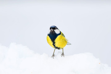 Cute bird. White winter background. Bird: Great Tit. Parus major
