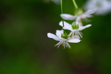 white cherry flowers on a branch close up