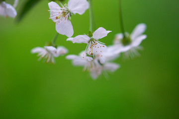 white cherry flowers on a branch close up