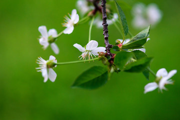white cherry flowers on a branch close up