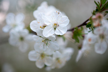 Fototapeta premium white cherry flowers on a branch close up