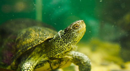 Fototapeta na wymiar river turtle in an aquarium