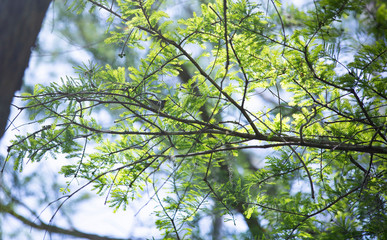 Yellow-Breasted Chat