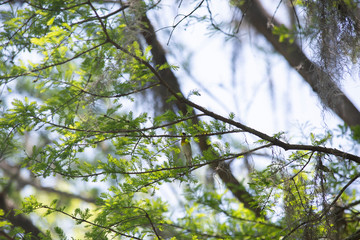 Yellow-Breasted Chat