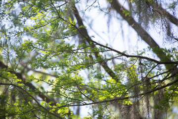 Yellow-Breasted Chat