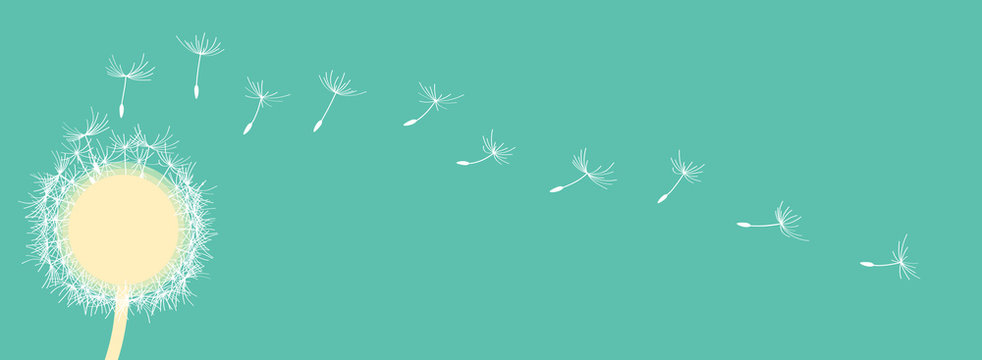 panorama_one dandelion_white seeds_turquoise background by jziprian