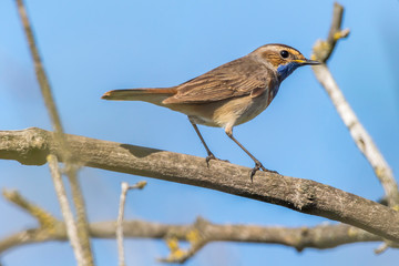 White-spotted bluethroat (Luscinia svecica)