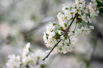 white cherry flowers on a branch close up