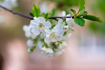 white cherry flowers on a branch close up