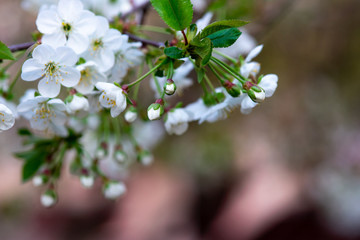 white cherry flowers on a branch close up