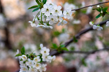 white cherry flowers on a branch close up