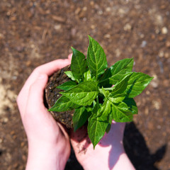 child holding a green plant against dark brown soil