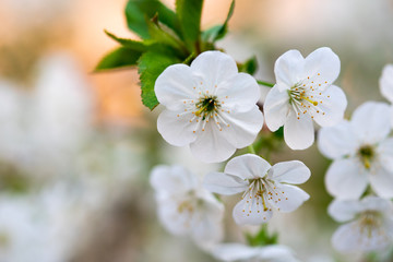 white cherry flowers on a branch close up