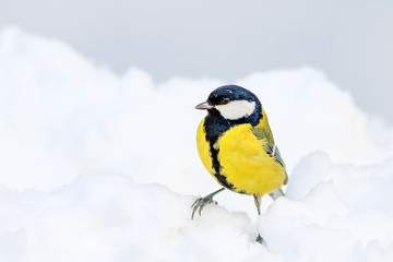 Cute bird. White winter background. Bird: Great Tit. Parus major