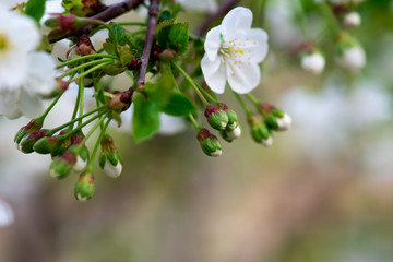 white cherry flowers on a branch close up