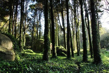 Obraz premium Leafy forest with colossal trees in Sintra Mountains