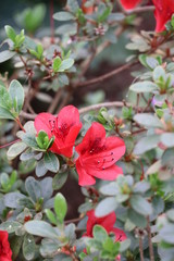 flowers in the garden