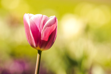 colorful tulip