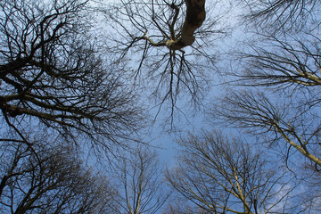 Winterlicher Wald, Blick in die Baumkronen