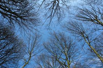 Winterlicher Wald, Blick in die Baumkronen