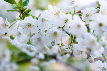 white cherry flowers on a branch close up