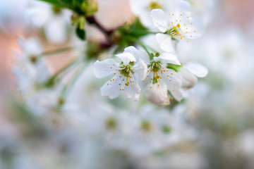 white cherry flowers on a branch close up