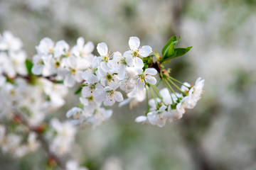 white cherry flowers on a branch close up