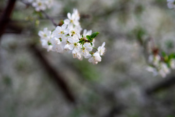 Obraz premium white cherry flowers on a branch close up
