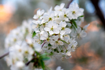 white cherry flowers on a branch close up