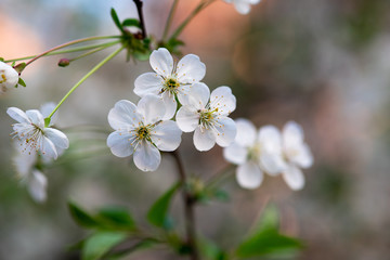 white cherry flowers on a branch close up