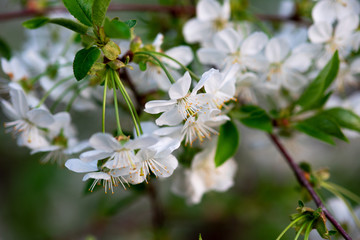 white cherry flowers on a branch close up