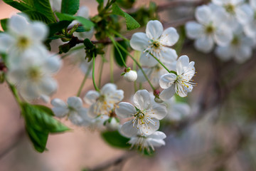 white cherry flowers on a branch close up