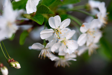 white cherry flowers on a branch close up