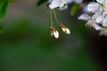 white cherry flowers on a branch close up